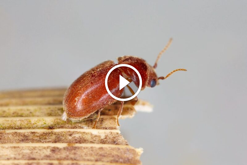 حلول سريعة ومضمونة لـ مكافحة السوس في المنازل: وداعاً للإزعاج