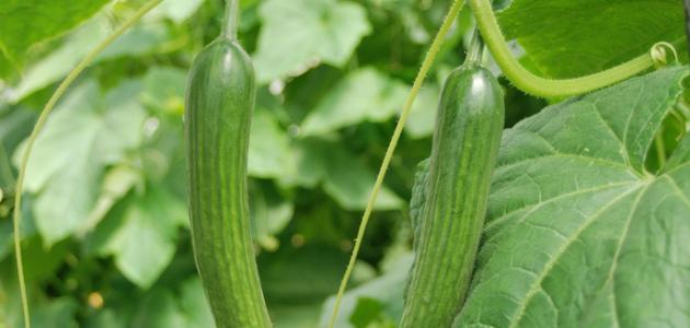 العناية بالخيار: سر النكهة والجودة في محصولك