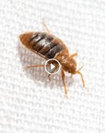 لماذا يجب أن تطلب ضمان الرضا التام في مكافحة الآفات؟