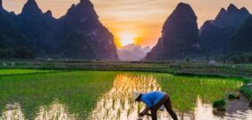 أهمية زراعة الأرز عالمياً: غذاء واقتصاد