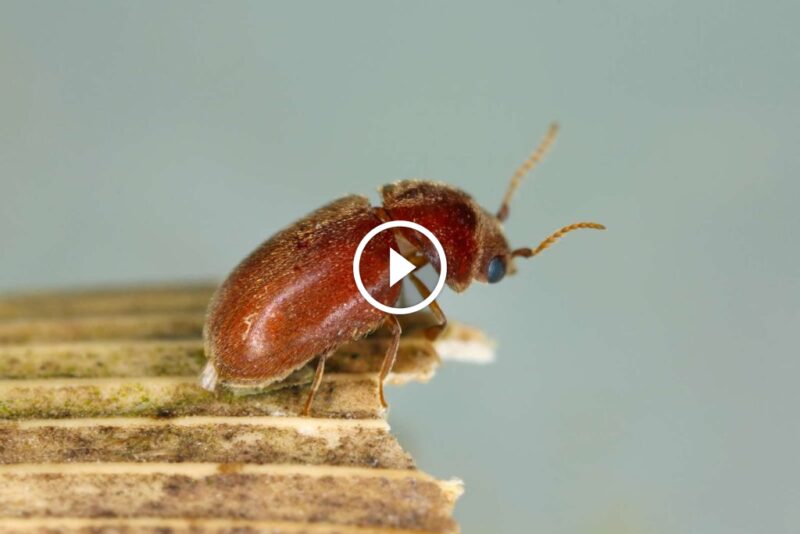 متى تستعين بالخبراء لمكافحة حشرة السوس المنتشرة؟