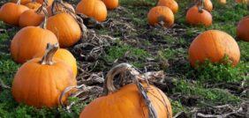 تحقيق الأقصى من زراعة اليقطين: دليل متقدم للمزارعين