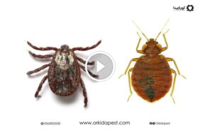 مقارنة شاملة: بق الفراش والقراد - الشكل، الموطن، والمخاطر