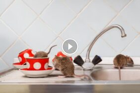 حلول بيئية لمشكلة الفئران: القضاء عليها بالأعشاب بسهولة