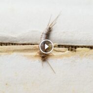 غزو حشرة السمك الفضي الصامت: مخاطرها وطرق التخلص منها