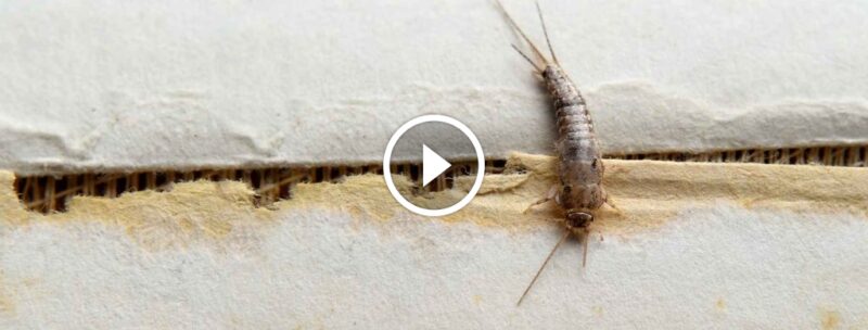 دليلك العملي لـ مكافحة حشرة السمك الفضي والوقاية منها بشكل دائم