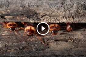 مكافحة الصراصير في المنازل: كل ما تحتاج معرفته عن الوقاية والعلاج