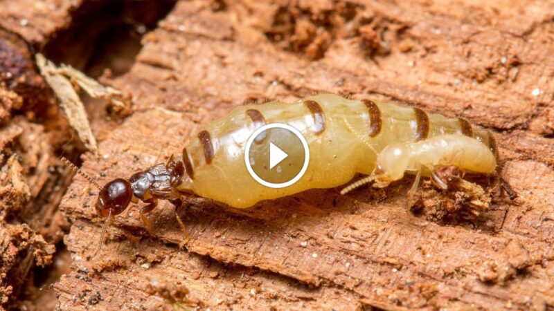 حجر الزاوية للمستعمرة: كل ما يخص ملكة النمل الأبيض