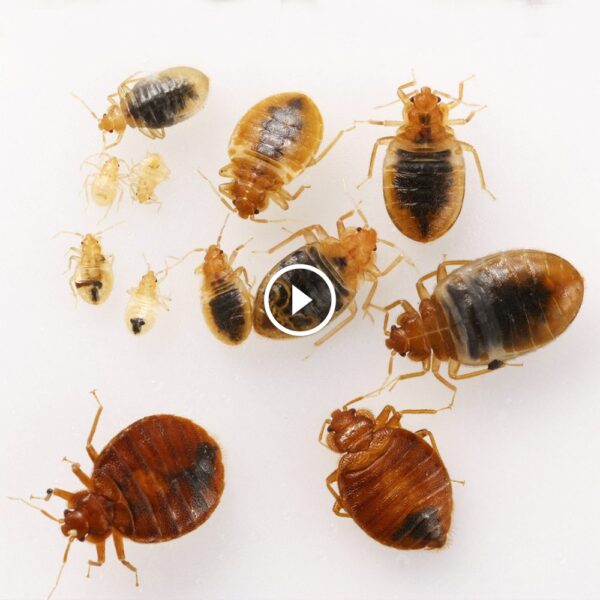 كل مرحلة مهمة: فهم دورة حياة بق الفراش لمكافحة ناجحة