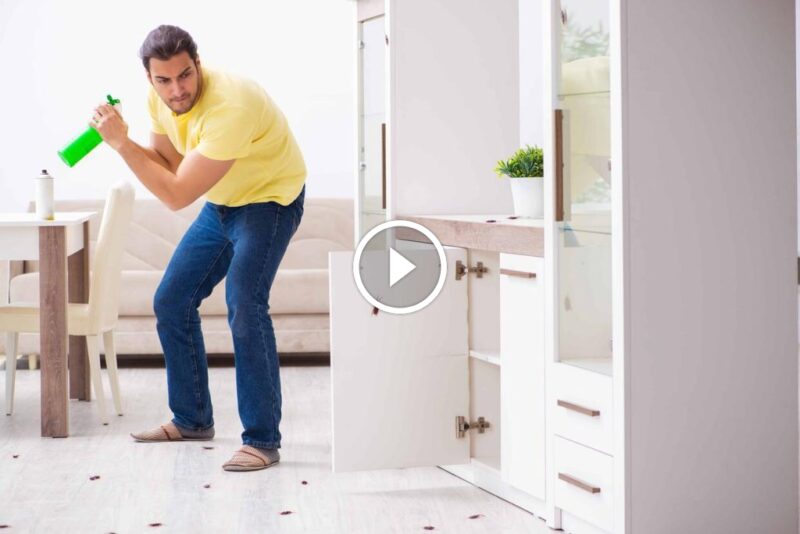 مكافحة الحشرات المنزلية: استراتيجيات وقائية لبيئة سكنية آمنة