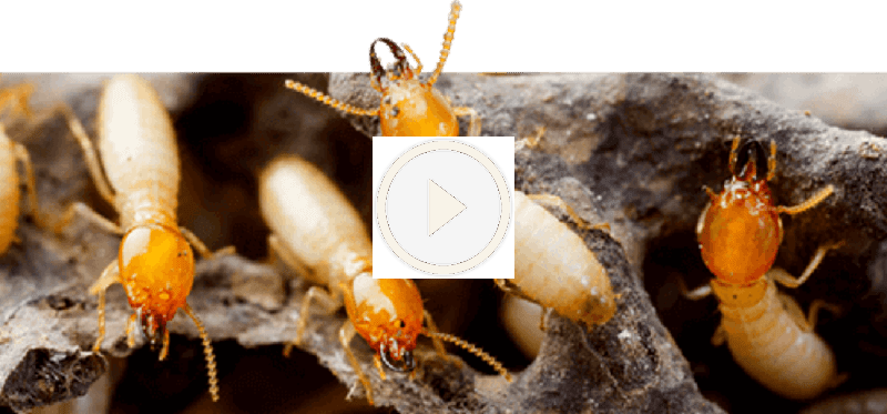 أثاث منزلك في خطر؟ كل ما تحتاج معرفته عن النمل الأبيض وكيفية التعامل معه