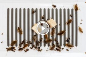 مكافحة الصراصير الصغيرة: دليل شامل للتخلص من الآفة المنزلية