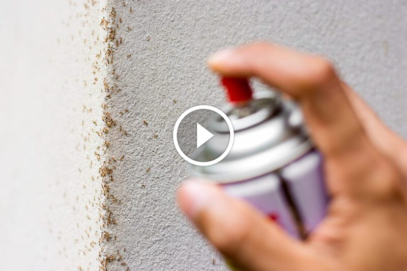 هل تعاني من النمل؟ إليك أساليب مكافحة النمل المنزلي المجربة