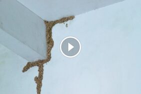 الحل النهائي للنمل الأبيض في الجدران: خطوات عملية