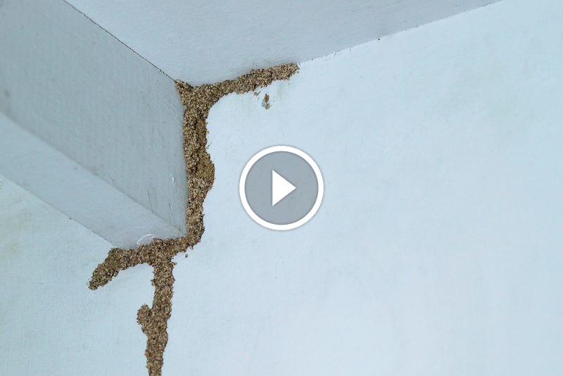 الحل النهائي للنمل الأبيض في الجدران: خطوات عملية