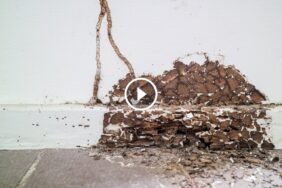 حماية قصوى من أضرار النمل الأبيض: نصائح الخبراء لمنزل آمن