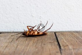 دليل مكافحة الصراصير: فهم الآفة واستراتيجيات القضاء عليها