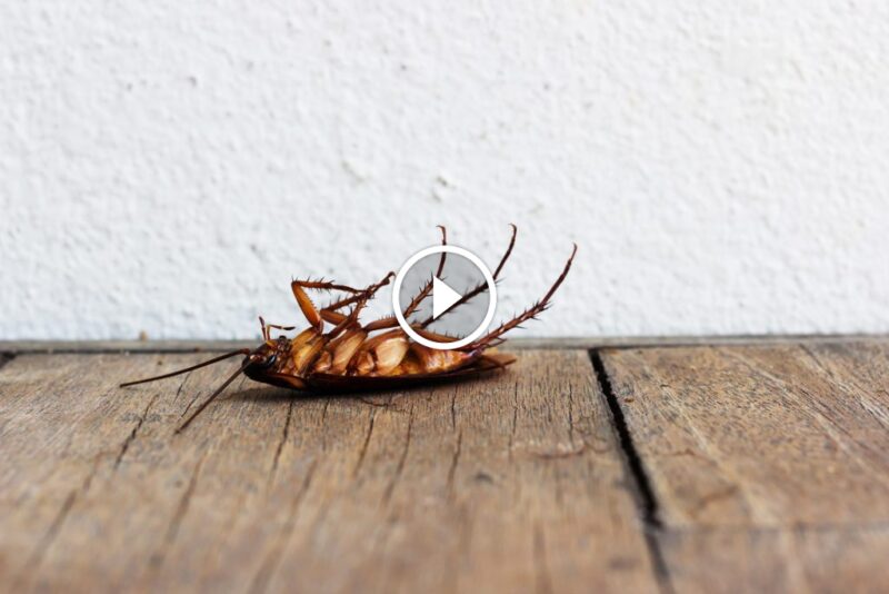 دليل مكافحة الصراصير: فهم الآفة واستراتيجيات القضاء عليها