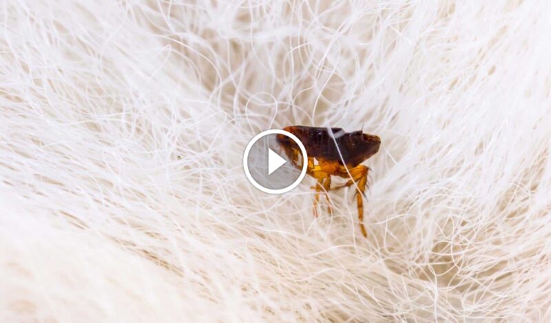 حماية من الآفات بثقة: بفضل ضمان رضا العملاء