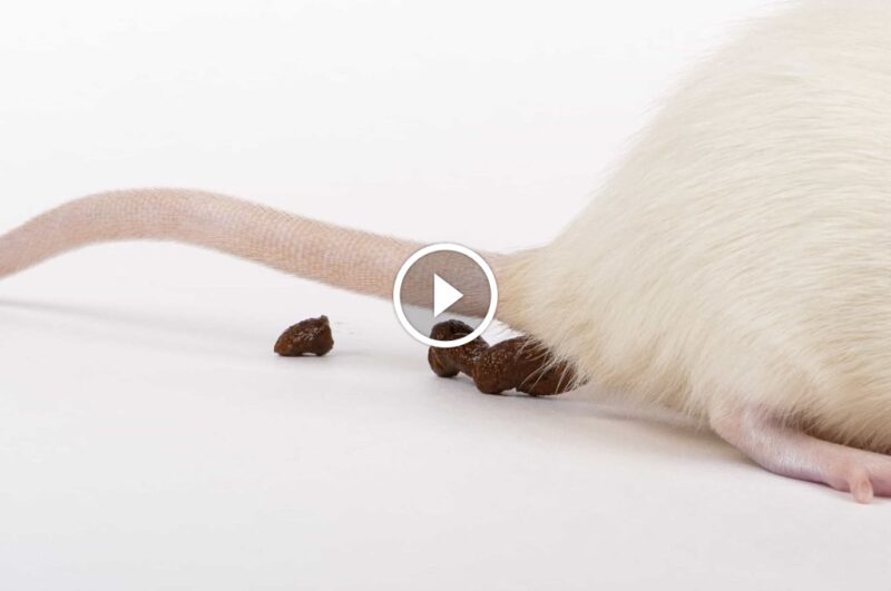 لماذا يعتبر ضمان الرضا التام في مكافحة الآفات هو خيارك الأفضل؟