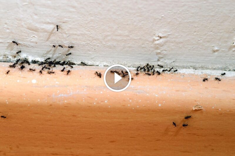 التخلص من النمل الصغير في المنزل: خطوة بخطوة لمسكن خالٍ من الآفات