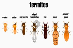 دليل الخبراء في مكافحة النمل الأبيض: منزلك آمن ومحمي