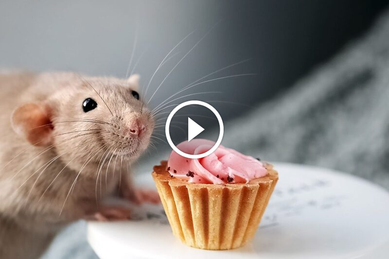 مكافحة الفئران: معرفة تفضيلاتها الغذائية خطوتك الأولى