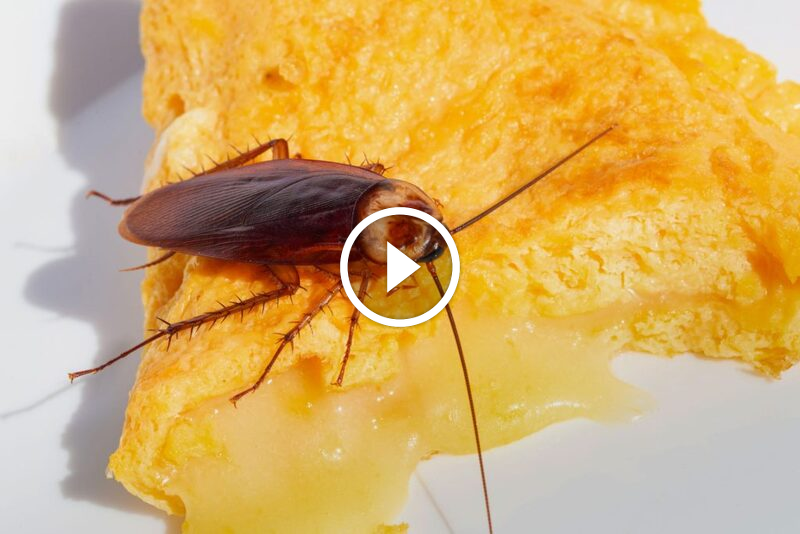 دليل شامل لمكافحة الصراصير: فهم، وقاية، وتخلص نهائي