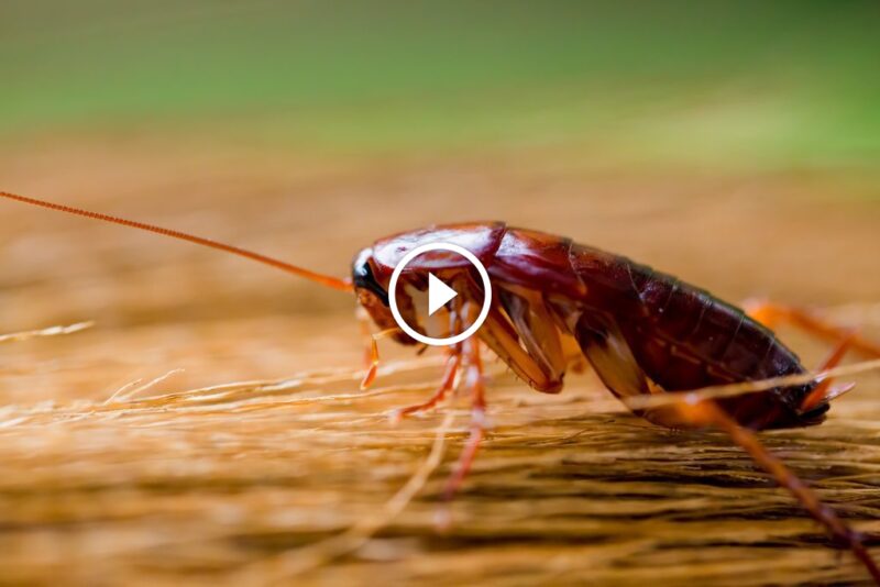 كائنات حيوية: كيف تساهم الصراصير في دعم الحياة على الأرض؟