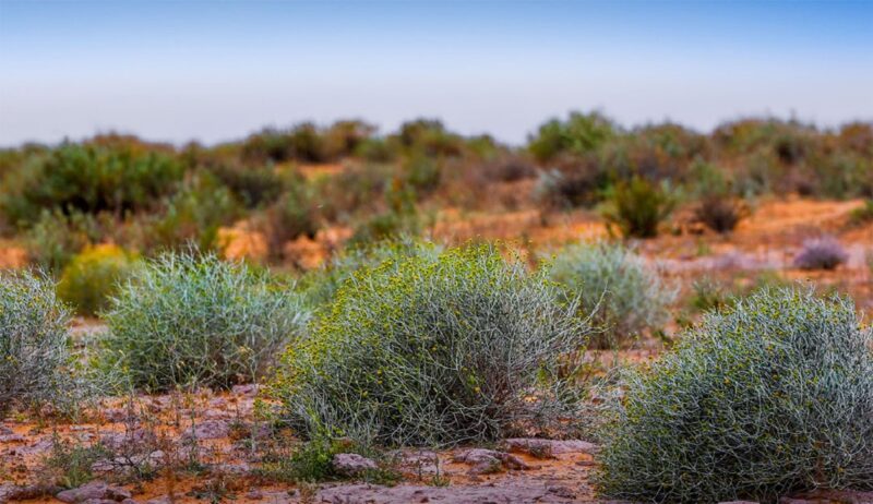 استكشاف شجيرة العرفج: رفيقة الصحراء وجمالها الصامد