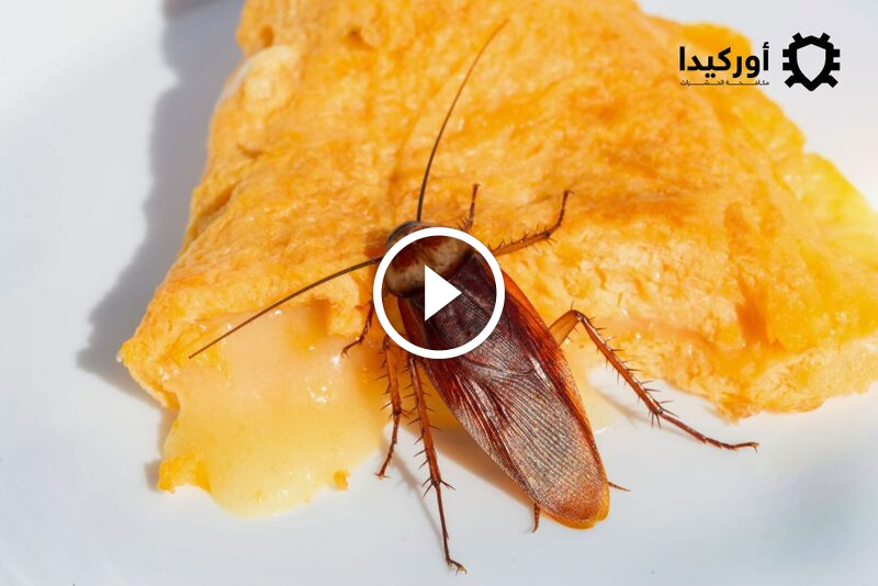 لا تتجاهلها: الأبعاد الكاملة لمخاطر الصراصير الصحية