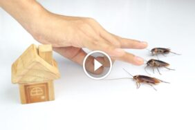 اكتشف قوة الطبيعة: التخلص من الصراصير بفعالية وصحة