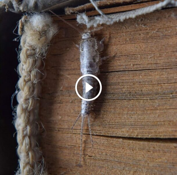 الأضرار الاقتصادية لحشرة السمك الفضي: حافظ على ممتلكاتك