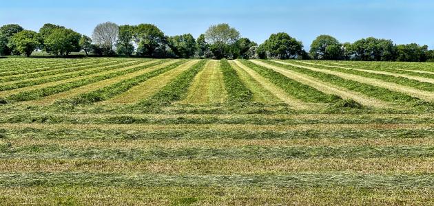 تأويل رؤيا الأرض في المنام: رمزية الحياة الدنيا والآخرة