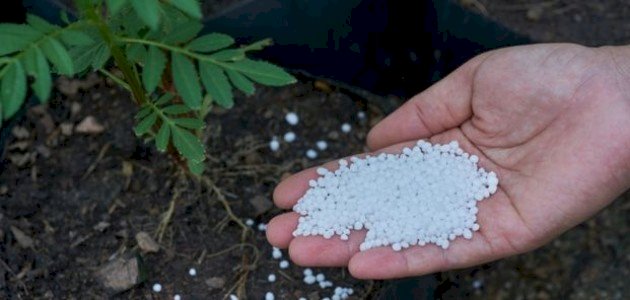 الأسمدة اليوريا وتحديات المستقبل: نحو زراعة أكثر استدامة