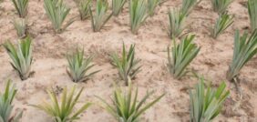 أسرار التربة الرملية: فهم عميق لاستدامتها وتطويرها