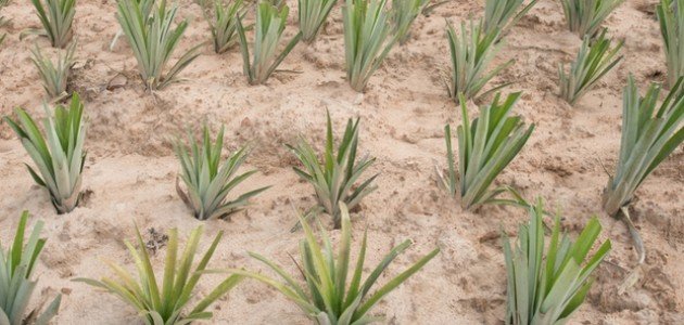 أسرار التربة الرملية: فهم عميق لاستدامتها وتطويرها