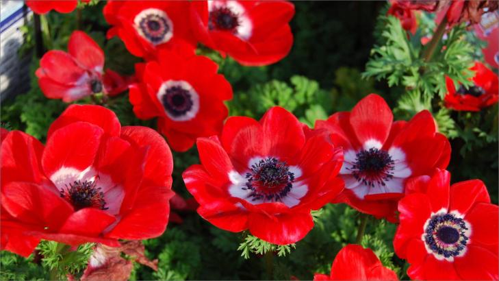 أسرار زهرة شقائق النعمان: ألوانها، أصولها، ودلالاتها العميقة