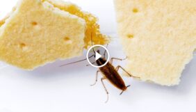 دليل الخبراء لـ مكافحة الصراصير الصغيرة في المطبخ بحلول صديقة للبيئة