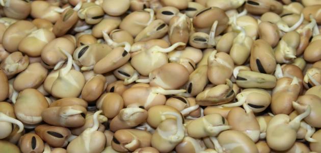 وصفة الفول النابت التقليدية: نكهة مصرية أصيلة