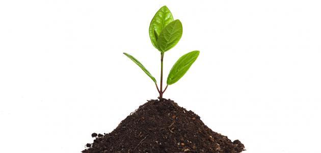 مراحل نمو النبات: دليل المزارعين لرعاية المحاصيل المثمرة