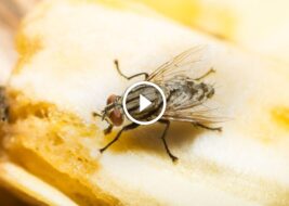 اكتشف العجائب الخفية في دورة حياة الذباب وتكيفه المذهل