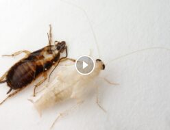 ظهور الصراصير البيضاء في منزلك: علامة على مشكلة أكبر