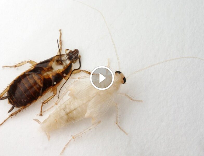 ظهور الصراصير البيضاء في منزلك: علامة على مشكلة أكبر