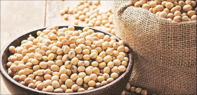 العلاقة المعقدة بين فول الصويا والصحة الجنسية والخصوبة