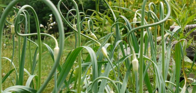 حصاد وتخزين الثوم: إتقان فن زراعة الثوم للموسم القادم