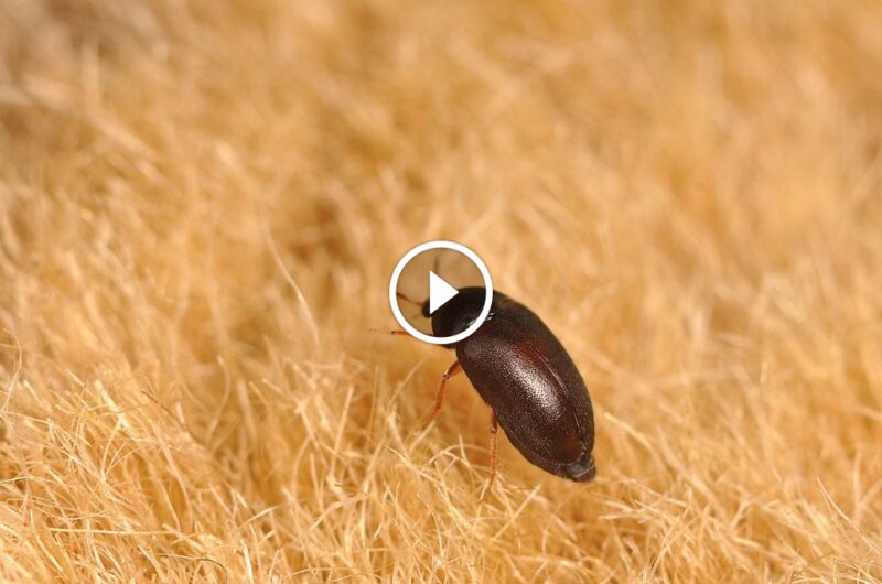 القضاء على الخنافس السوداء الصغيرة: نصائح عملية لكل منزل