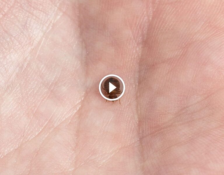 كشف مخاطر بق الفراش الخفية: طرق الحماية والتخلص النهائي