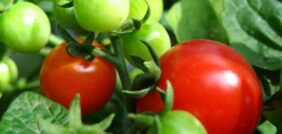 نصائح خبراء لزراعة الطماطم: تحقيق أفضل جودة وأكبر كمية