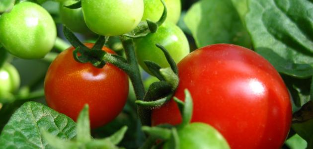 نصائح خبراء لزراعة الطماطم: تحقيق أفضل جودة وأكبر كمية